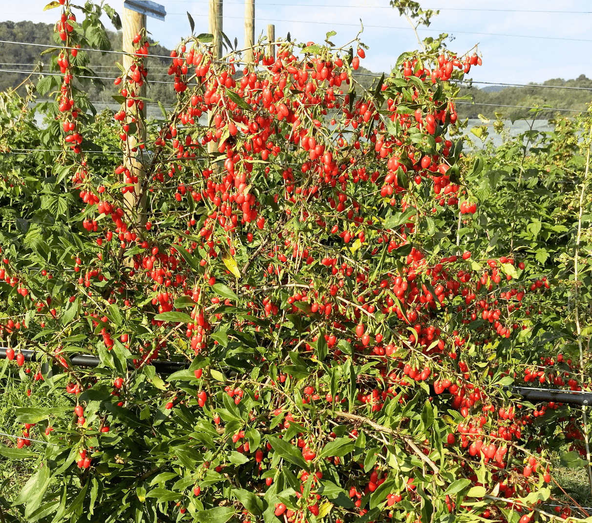 Goji in livada bunicului