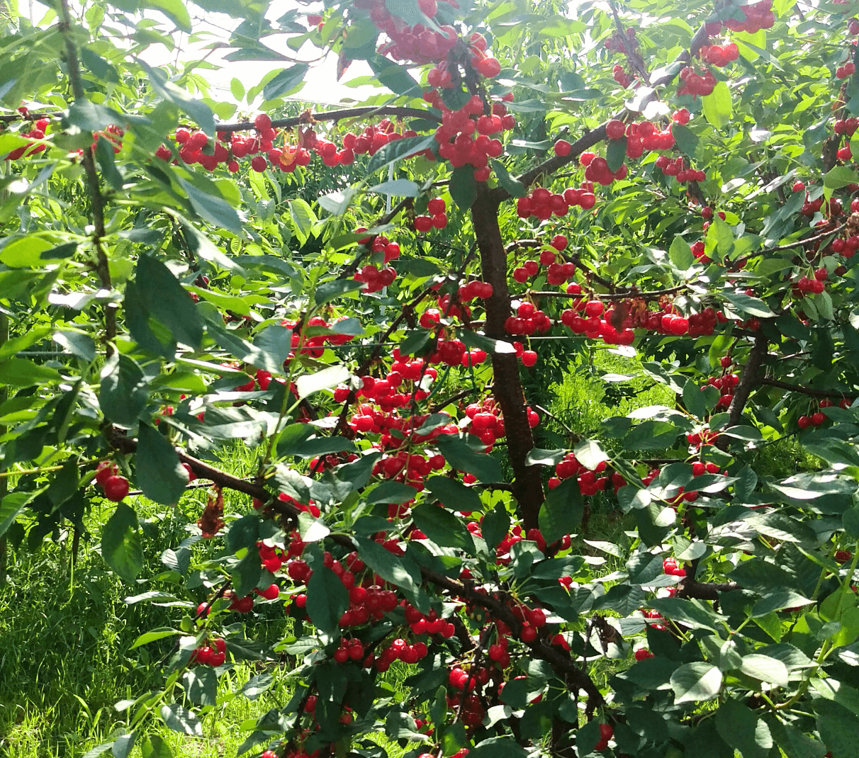 Fructe proaspete in livada bunicului